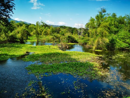 Rio Cauca