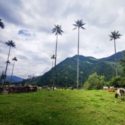 Valle de Cocora