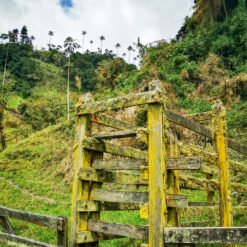 Valle de Cocora