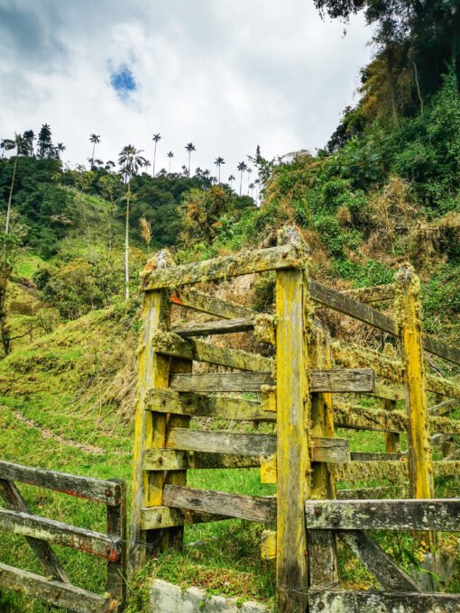 Valle de Cocora